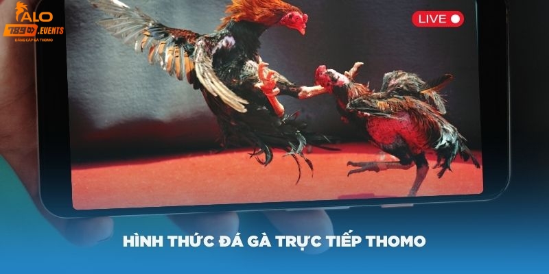 Trực tiếp đá gà Thomo