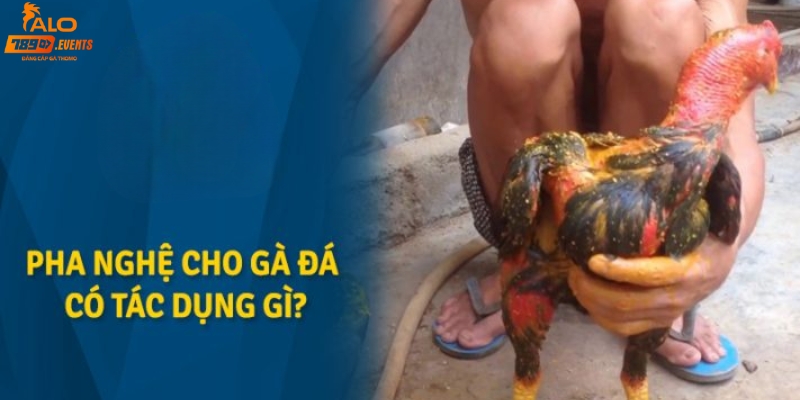 Học cách pha nghệ cho gà đá có tác dụng gì?