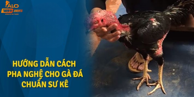 Cách pha nghệ cho gà đá