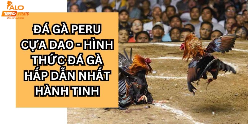 Giới thiệu loại hình đá gà Peru cựa dao