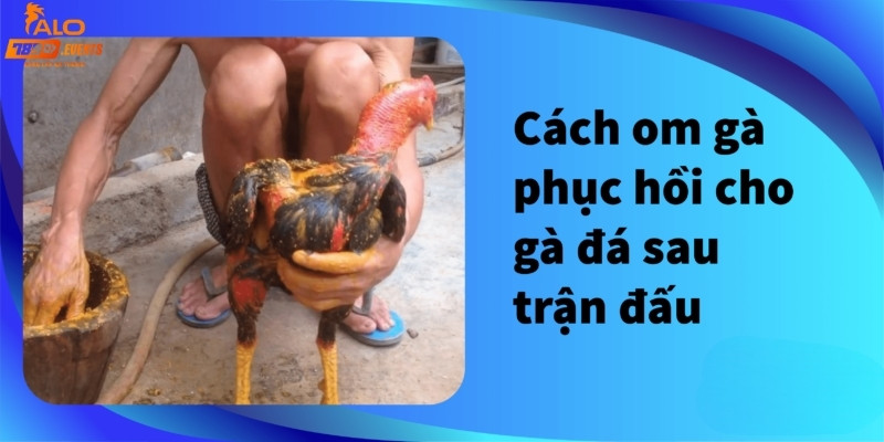 Hồi phục cho gà đá bằng phương pháp om