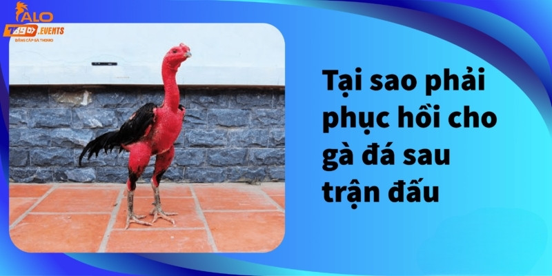 Tại sao phải hồi phục cho gà đá sau mỗi trận đấu?