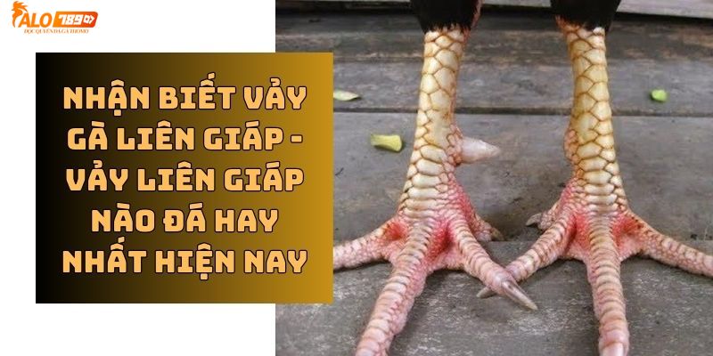 Các loại vảy gà Liên Giáp Nội hiện nay