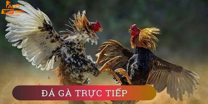 Khái quát chung về đá gà trực tiếp 24/5