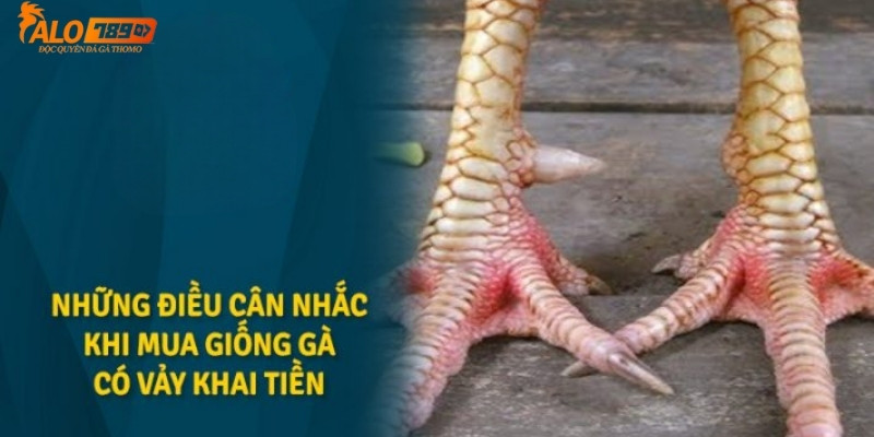 Những lưu ý khi mua giống có vảy gà Khai Tiền