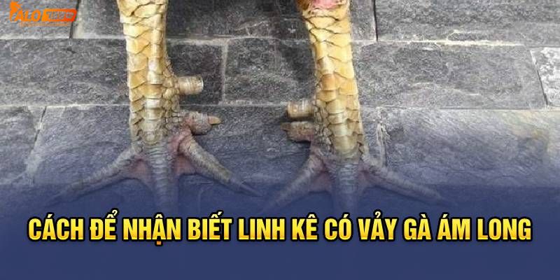 Cách nhận biết vảy gà Ám Long cho kê thủ