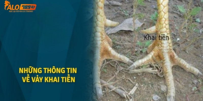 Những thông tin cần biết về vảy gà Khai Tiền