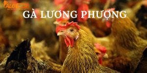 Nuôi gà chọi Lương Phượng