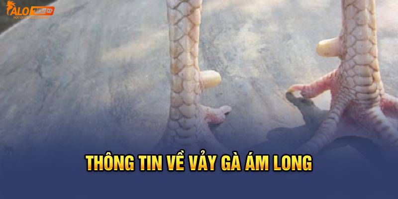 Giới thiệu thông tin về vảy gà Ám Long