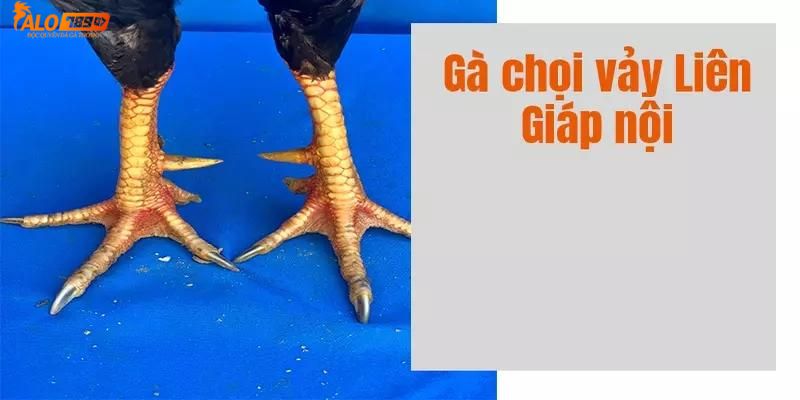 Tìm hiểu vảy gà Liêng Giáp Nội