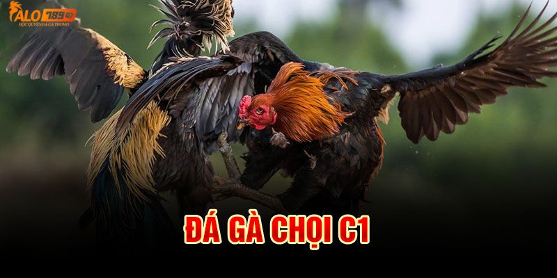 Đá gà chọi C1