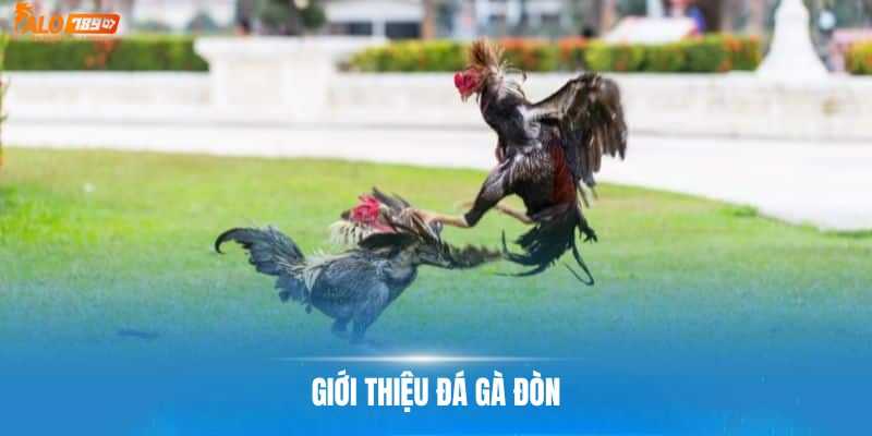 Giới thiệu chung về loại hình đá gà đòn