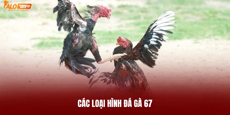 Các loại hình được đá gà 67 cung cấp