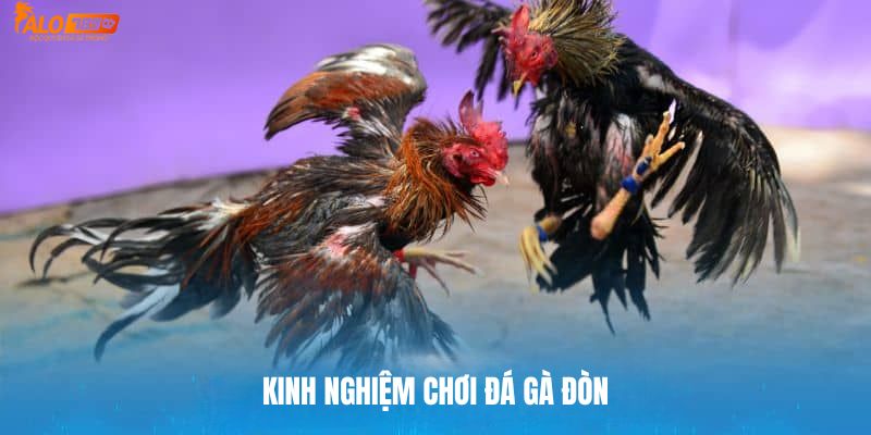 Kinh nghiệm khi tham gia cá cược đá gà đòn