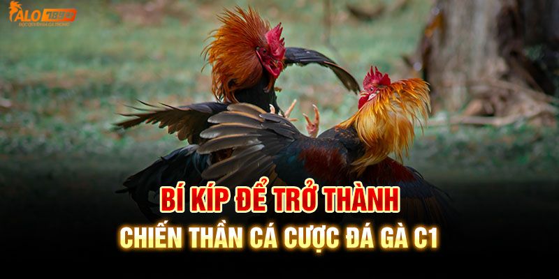 Bí kíp cá cược thắng lớn tại đá gà chọi C1