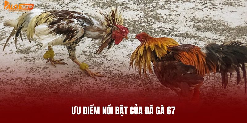 Ưu điểm của sân chơi đá gà 67